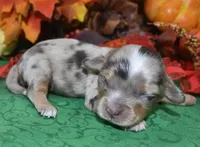 BlazetweedchocolatetanMerleDoxiepoo, a male Poodle - Toy  and Miniature Dachshund for sale in Peyton, CO – 2 of 3