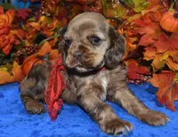 AKCKodachocolatesablemerlecockerpup, a male Cocker Spaniel for sale in Peyton, CO – 3 of 4