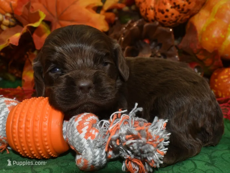 AKCBowiechocolatecockerpuppy – Cocker Spaniel puppy for sale in Peyton, CO