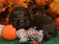 AKCBowiechocolatecockerpuppy, a male Cocker Spaniel for sale in Peyton, CO – 1 of 3