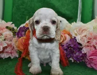 AKCTobyBuffPartiCockerPuppy, a male Cocker Spaniel for sale in Colorado Springs, CO – 4 of 7