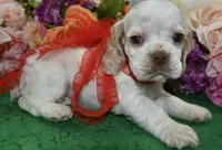 AKCTobyBuffPartiCockerPuppy, a male Cocker Spaniel for sale in Colorado Springs, CO – 2 of 7