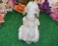 AKCTobyBuffPartiCockerPuppy, a male Cocker Spaniel for sale in Colorado Springs, CO – 6 of 7