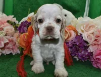AKCTobyBuffPartiCockerPuppy, a male Cocker Spaniel for sale in Colorado Springs, CO – 3 of 7
