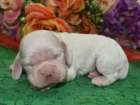 AKCTobyCreamBuffCockerPuppy, a male Cocker Spaniel for sale in Colorado Springs, CO – Photo 3 of 4