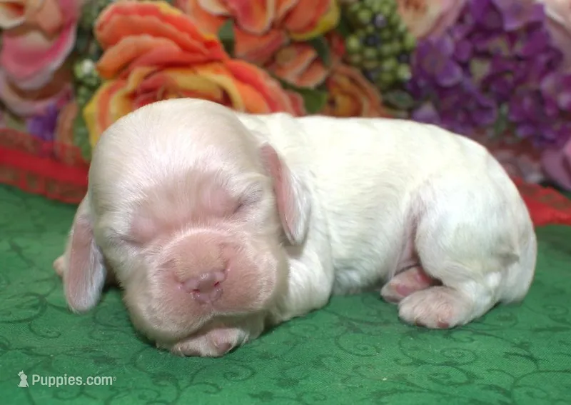 AKCTobyCreamBuffCockerPuppy – Cocker Spaniel puppy for sale in Colorado Springs, CO