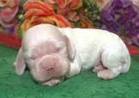 AKCTobyCreamBuffCockerPuppy, a male Cocker Spaniel for sale in Colorado Springs, CO – Photo 1 of 4