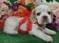 AKCTobyBuffPartiCockerPuppy, a male Cocker Spaniel for sale in Colorado Springs, CO – 5 of 7