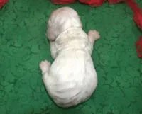 AKCTobyCreamBuffCockerPuppy, a male Cocker Spaniel for sale in Colorado Springs, CO – Photo 4 of 4