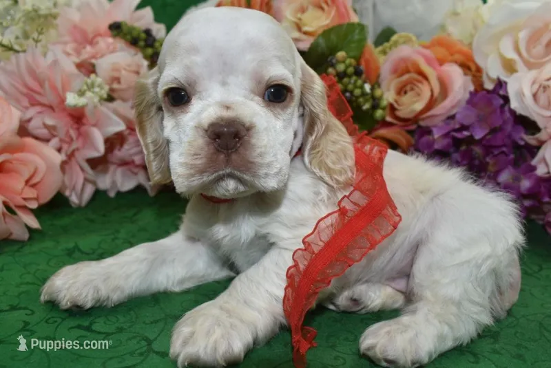 AKCTobyBuffPartiCockerPuppy – Cocker Spaniel puppy for sale in Colorado Springs, CO