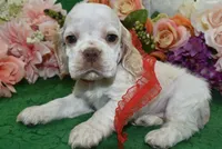 AKCTobyBuffPartiCockerPuppy, a male Cocker Spaniel for sale in Colorado Springs, CO – 1 of 7