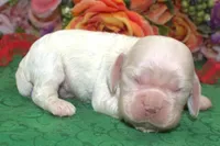 AKCTobyCreamBuffCockerPuppy, a male Cocker Spaniel for sale in Colorado Springs, CO – Photo 2 of 4