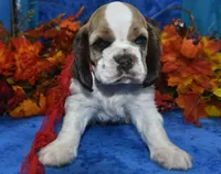 AKCSablePartiMerleCockerPup, a male Cocker Spaniel for sale in Peyton, CO – 3 of 7