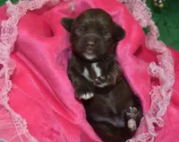 AKCLaylachocolatecockerpup, a female Cocker Spaniel for sale in Peyton, CO – 3 of 3