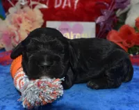AKCblacktancockerpuppy, a male Cocker Spaniel for sale in Colorado Springs, CO – Photo 4 of 4