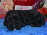 AKCblacktancockerpuppy, a male Cocker Spaniel for sale in Colorado Springs, CO – Photo 3 of 4