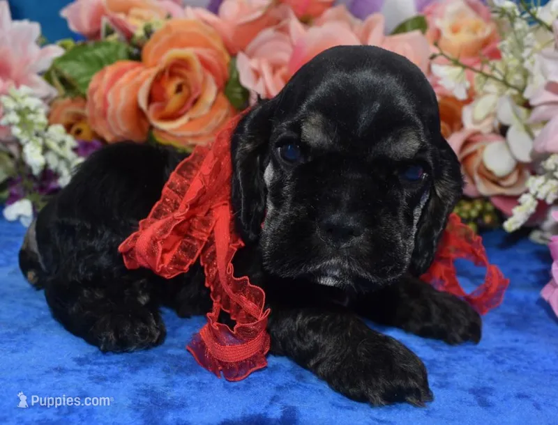 AKCblacktancockerpuppy