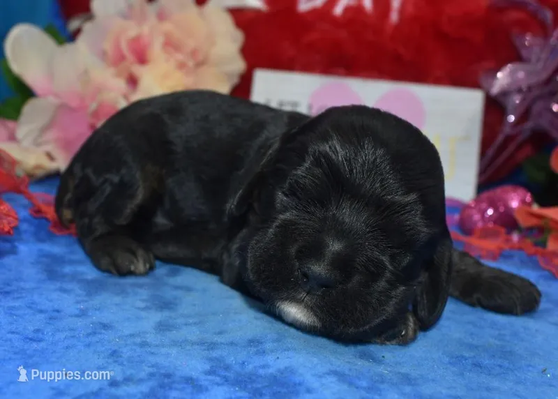 AKCblacktancockerpuppy