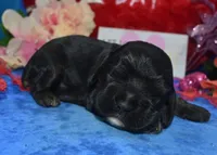 AKCblacktancockerpuppy, a male Cocker Spaniel for sale in Colorado Springs, CO – Photo 1 of 4