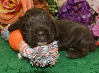 AKCChocolatecockerpup, a male Cocker Spaniel for sale in Colorado Springs, CO – Photo 3 of 5