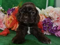 AKCChocolatecockerpup, a male Cocker Spaniel for sale in Colorado Springs, CO – 3 of 5