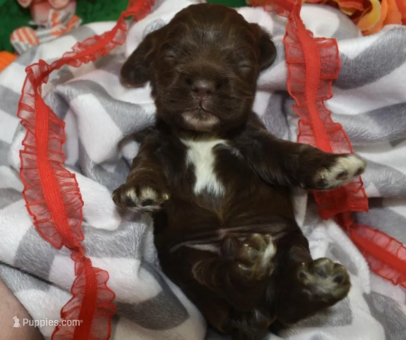 AKCChocolatecockerpup – Cocker Spaniel puppy on hold in Colorado Springs, CO