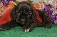 AKCChocolatecockerpup, a male Cocker Spaniel for sale in Colorado Springs, CO – 5 of 5