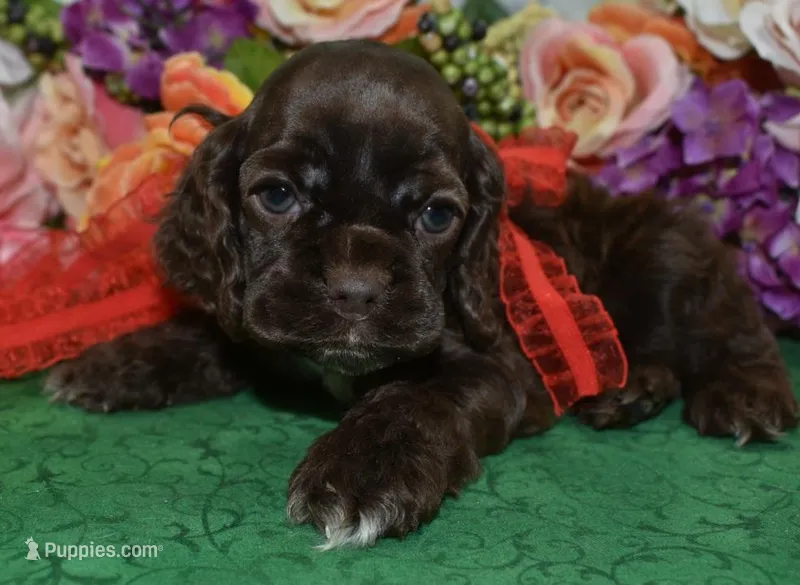 AKCChocolatecockerpup – Cocker Spaniel puppy on hold in Colorado Springs, CO