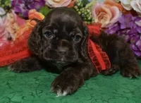 AKCChocolatecockerpup, a male Cocker Spaniel for sale in Colorado Springs, CO – 1 of 5