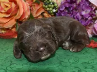 AKCChocolatecockerpup, a male Cocker Spaniel for sale in Colorado Springs, CO – Photo 5 of 5
