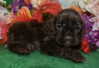 AKCChocolatecockerpup, a male Cocker Spaniel for sale in Colorado Springs, CO – 4 of 5