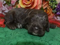 AKCChocolatecockerpup, a male Cocker Spaniel for sale in Colorado Springs, CO – Photo 4 of 5