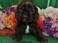 AKCChocolatecockerpup, a male Cocker Spaniel for sale in Colorado Springs, CO – 2 of 5