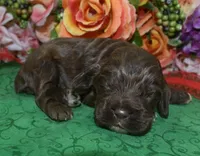 AKCChocolatecockerpup, a male Cocker Spaniel for sale in Colorado Springs, CO – Photo 2 of 5