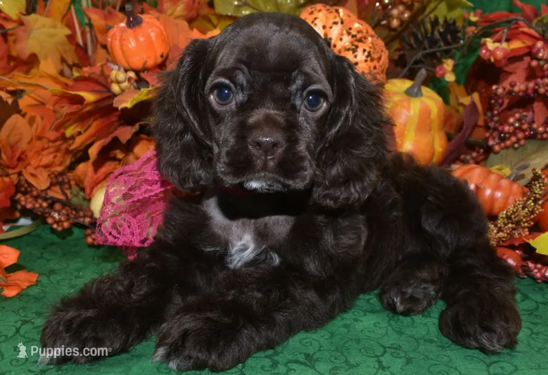 AKCSugarChocolateCockerPup – Cocker Spaniel puppy for sale in Peyton, CO
