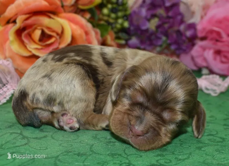 AKCLolachocolatetanmerlecockerpuppy – Cocker Spaniel puppy for sale in Colorado Springs, CO