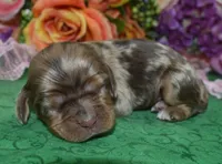AKCLolachocolatetanmerlecockerpuppy, a female Cocker Spaniel for sale in Colorado Springs, CO – Photo 2 of 3