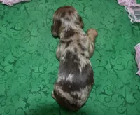 AKCLolachocolatetanmerlecockerpuppy, a female Cocker Spaniel for sale in Colorado Springs, CO – Photo 3 of 3