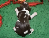 AKCBentleychocolatetanParticockerpup, a male Cocker Spaniel for sale in Peyton, CO – 3 of 3