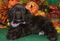 AKCLaylachocolatecockerpup, a female Cocker Spaniel for sale in Peyton, CO – 5 of 5