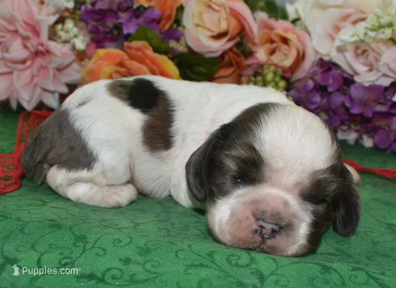 AKCChocolateSablePartiMerleCockerPup – Cocker Spaniel puppy for sale in Peyton, CO