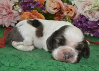 AKCChocolateSablePartiMerleCockerPup, a male Cocker Spaniel for sale in Peyton, CO – 1 of 4