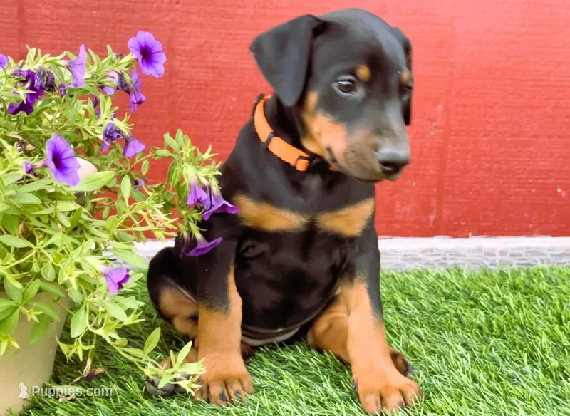 Ginger – Doberman Pinscher puppy for sale in Santa Maria, CA