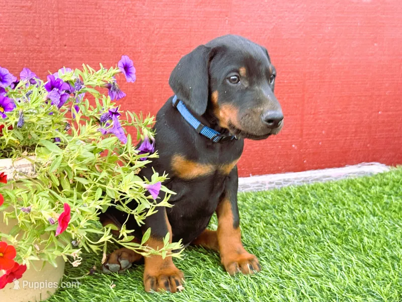 Blue – Doberman Pinscher puppy for sale in Santa Maria, CA