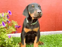 Forest, a male Doberman Pinscher for sale in Santa Maria, CA – 1 of 1
