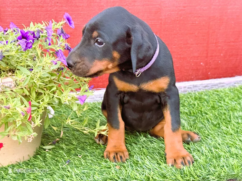 Violet – Doberman Pinscher puppy for sale in Santa Maria, CA