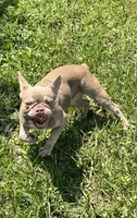 Rehoming new shade  Tri Female, a female French Bulldog for sale in Jacksonville, FL – 2 of 2