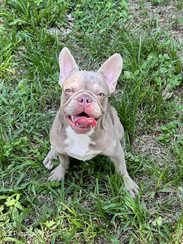 Rehoming new shade  Tri Female, a female French Bulldog for sale in Jacksonville, FL – 1 of 2