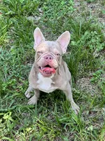 Rehoming new shade  Tri Female, a female French Bulldog for sale in Jacksonville, FL – 1 of 2