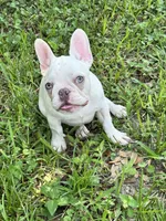 Ariel *Platinum Girl, a female French Bulldog for sale in Jacksonville, FL – 2 of 2